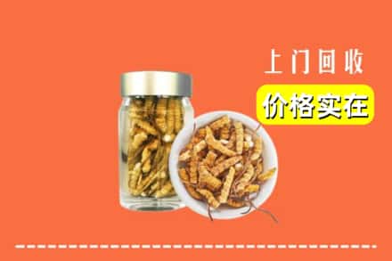 武汉市汉南回收散虫草