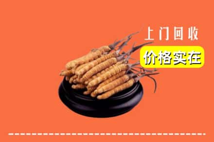 武汉市汉南回收冬虫夏草